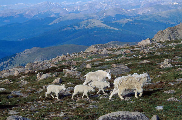 Mountain Goat Art Print featuring the photograph Mountain Goats In Colorado by Kenneth M. Highfill