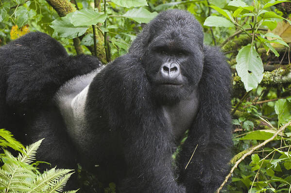 Feb0514 Art Print featuring the photograph Mountain Gorilla Silverback Rwanda by D. & E. Parer-Cook