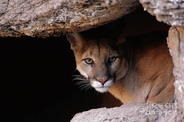 00343595 Art Print featuring the photograph Mountain Lion Peering From Cave by Yva Momatiuk John Eastcott