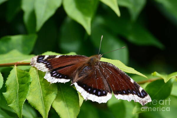 Wildlife Art Print featuring the photograph Mourning Cloak by Gayle Swigart