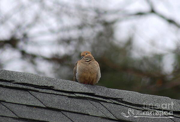 Mourning Dove Art Print featuring the photograph Mourning Dove 20120318_6a by Tina Hopkins