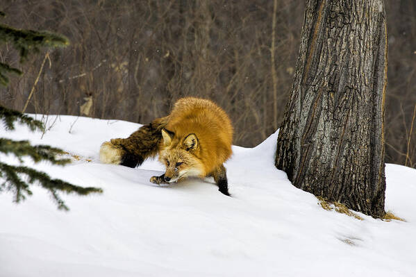 Fox Art Print featuring the photograph Mousing by Jack Milchanowski