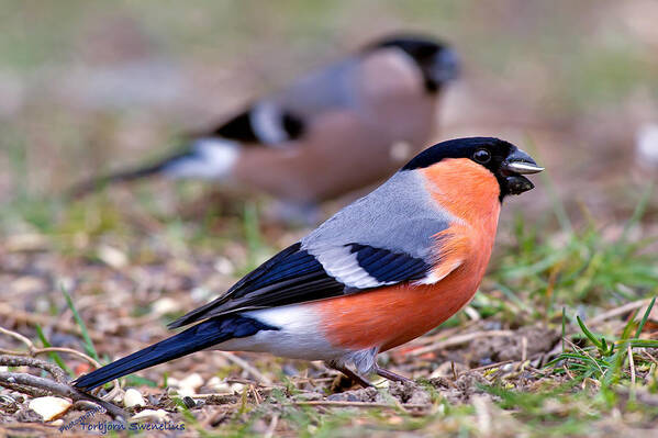 Mr And Mrs Bullfinch Art Print featuring the photograph Mr and Mrs Bullfinch by Torbjorn Swenelius