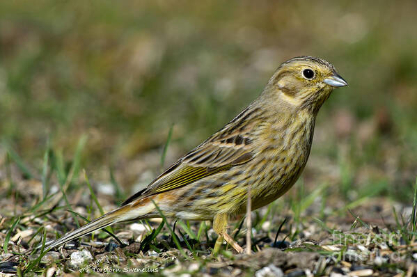 Mrs Yellowhammer Art Print featuring the photograph Mrs Yellowhammer by Torbjorn Swenelius