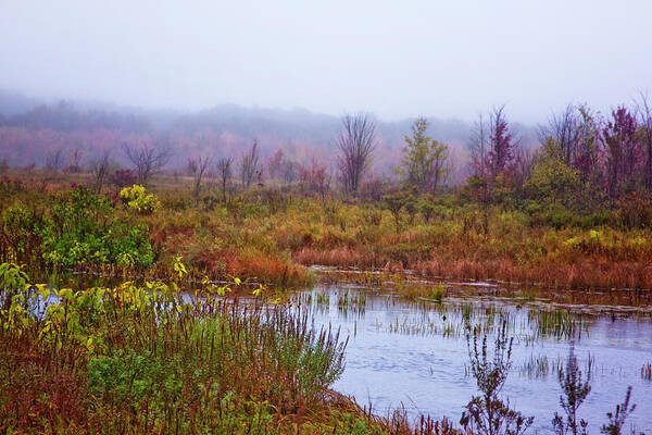 Mud Pond Art Print featuring the photograph Mud Pond In Autumn by Tom Singleton