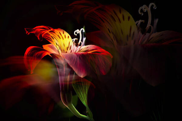 Floral Art Print featuring the photograph Multiplicity by Darlene Kwiatkowski
