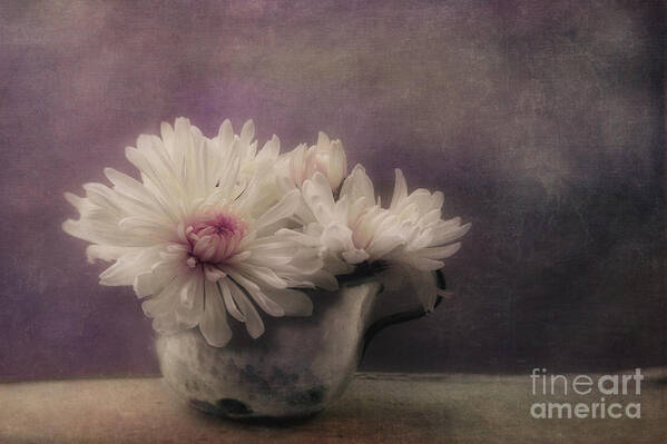 Cup Art Print featuring the photograph Mums In A Cup by Priska Wettstein