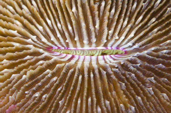 Pete Oxford Art Print featuring the photograph Mushroom Coral Fiji by Pete Oxford