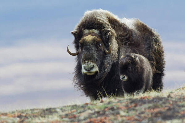 Alaska Art Print featuring the photograph Musk Ox With Calf by Ken Archer