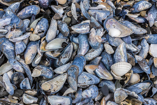 Mussel Art Print featuring the photograph Mussel Beach by Nigel R Bell