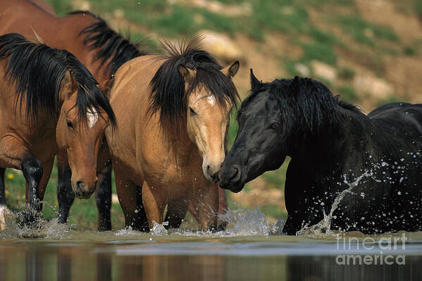 00340043 Art Print featuring the photograph Mustangs At Waterhole In Summer by Yva Momatiuk and John Eastcott