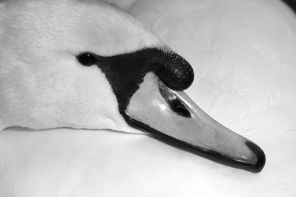 Swan Art Print featuring the photograph Mute Swan Black White by Gary Corbett