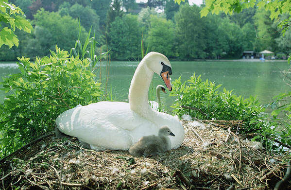 Feb0514 Art Print featuring the photograph Mute Swan Parent And Chicks On Nest by Konrad Wothe
