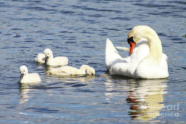 Swan Art Print featuring the photograph Mute Swans by Alyce Taylor