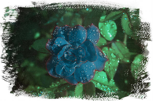 Rose Art Print featuring the photograph My Blue Rose by David Yocum