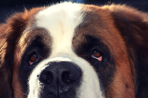 St. Bernard Art Print featuring the photograph My Dog is My BFF by Robin Dickinson