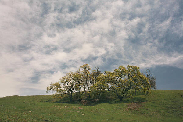 Sunol Regional Wilderness Art Print featuring the photograph My Dreams of Us by Laurie Search