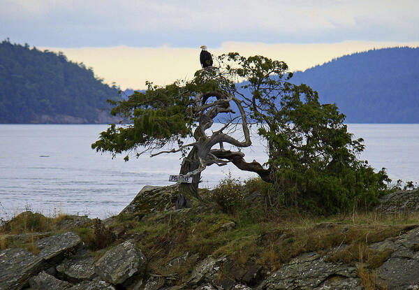 Eagle Art Print featuring the photograph My Private Tree by Richard Stedman