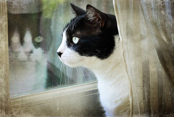 Cat Art Print featuring the photograph My View by Fraida Gutovich