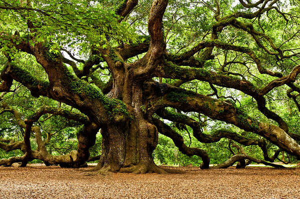  Johns Island Art Print featuring the photograph Mystical Angel Oak Tree by Louis Dallara