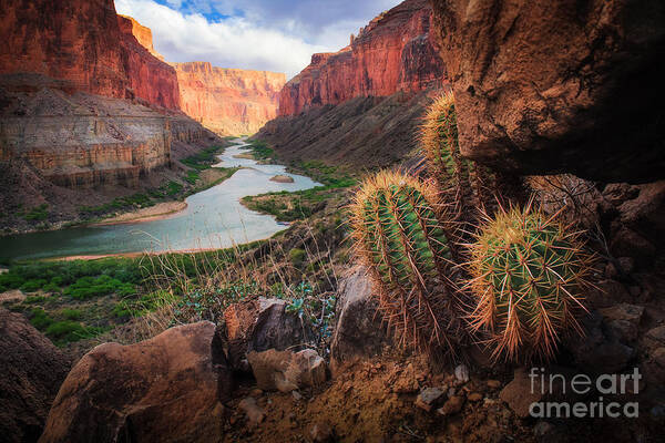 America Art Print featuring the photograph Nankoweap Cactus by Inge Johnsson