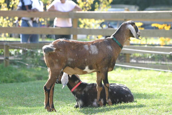 National Art Print featuring the photograph National Zoo - Goat - 12121 by DC Photographer