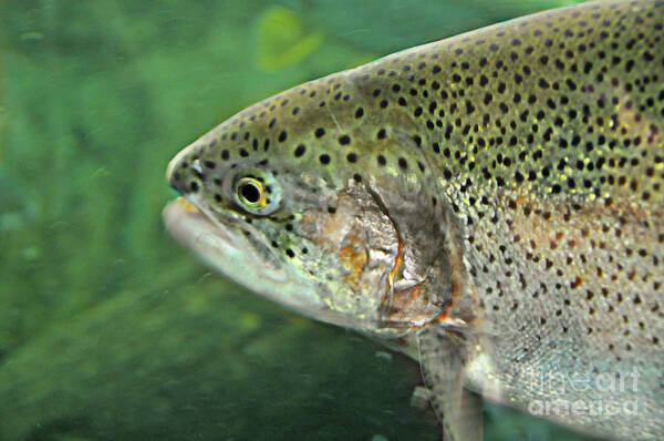 Trout Art Print featuring the photograph Native Rainbow Trout by Mindy Bench