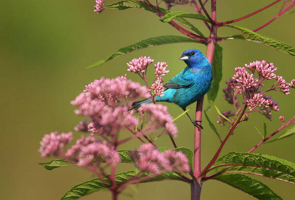 Indigo Bunting Art Print featuring the photograph Natural Beauty by Rob Blair