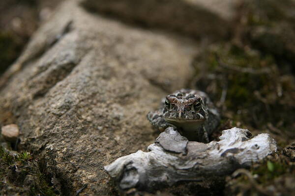 Nature's Expressions Art Print featuring the photograph Natural Expression of a Fowler Toad by Neal Eslinger