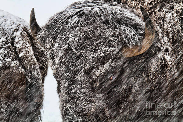 Buffalo Art Print featuring the photograph Winter's Fury by Jim Garrison