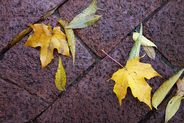 Nature Art Print featuring the photograph nature - photograph Autumn Rain on Fallen Leaves by Ann Powell