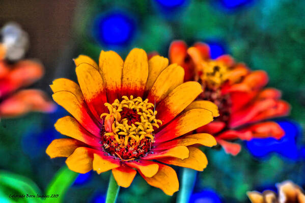 Bright Flowers Art Print featuring the photograph Natures Eye Candy by Rebecca Adams