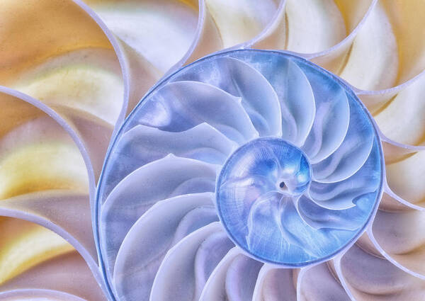 Shell Art Print featuring the photograph Nautilus Shell by Kate Silvia