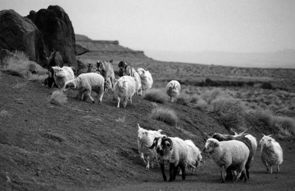 Sheep Coming Around The Corner On Navajo Reservation Art Print featuring the photograph Navajo sheep by Robert Lozen
