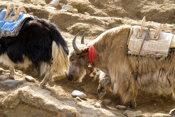 Adventure Art Print featuring the photograph Nepal Yak Move Along The Everest Base by David Noyes