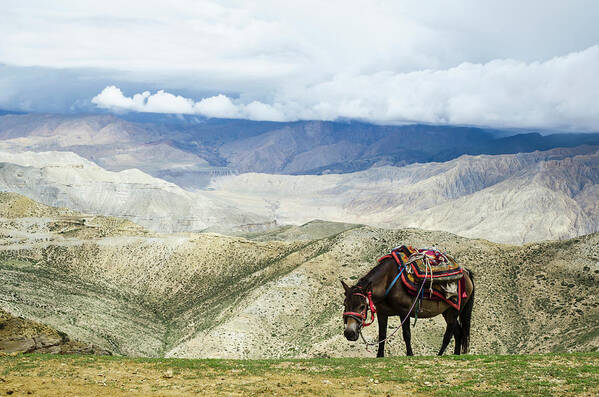 Horse Art Print featuring the photograph Nepalese Horse Rests On A Mountain Pass by Sergey Orlov / Design Pics