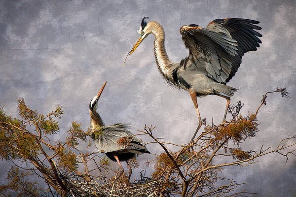 Bird Art Print featuring the photograph Nesting Time by Debra and Dave Vanderlaan