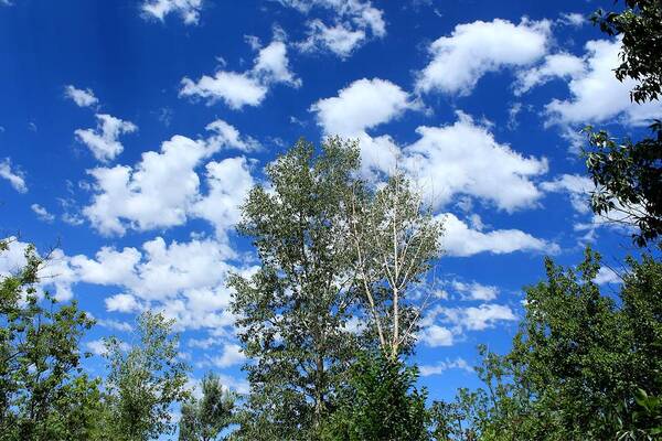 Blue Art Print featuring the photograph New Mexico Blue Sky White Clouds and Birch Trees by Elizabeth Sullivan