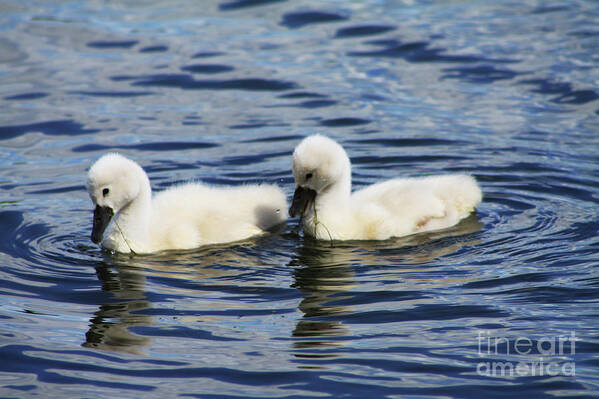 Swans Art Print featuring the photograph Newborn Mute Swans by Alyce Taylor