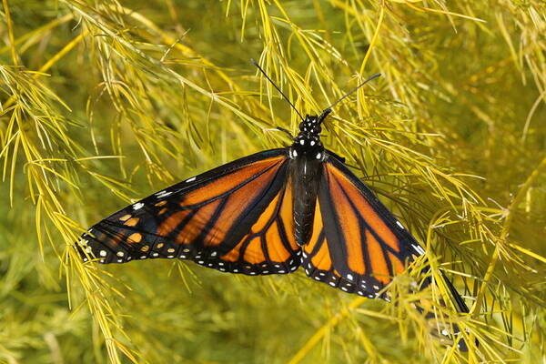 Monarch Art Print featuring the photograph Newly Hatched by Kristy Jeppson