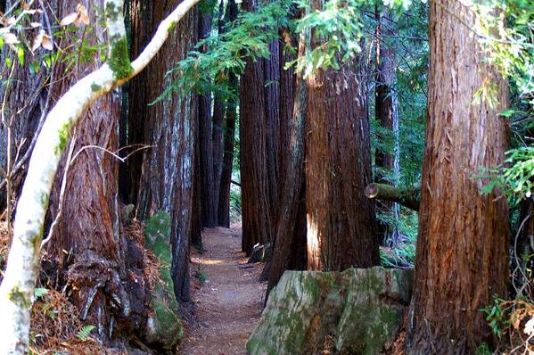 Redwoods Art Print featuring the photograph Nice Path by David Armentrout