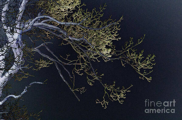 Tree Art Print featuring the photograph Night by Lois Bryan