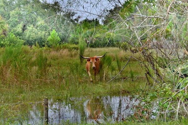 Bull Art Print featuring the photograph No Bull by Alison Belsan Horton