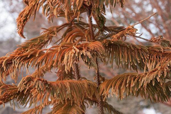 Norfolk Island Pine Art Print featuring the photograph Norfolk Island Pine (a. Heterophylla) by Dr. Nick Kurzenko