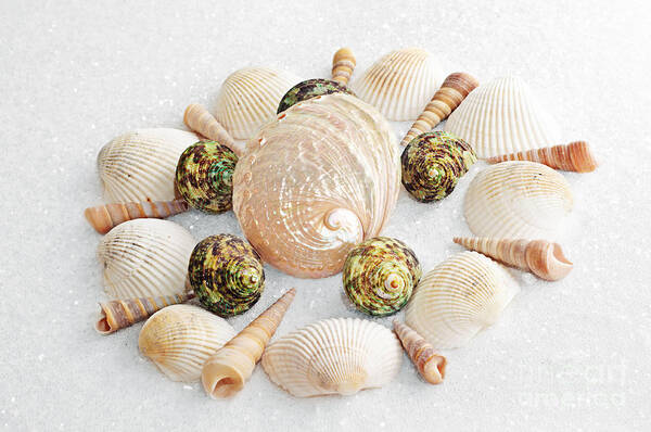 Seashells Art Print featuring the photograph North Carolina Circle Of Sea Shells by Andee Design