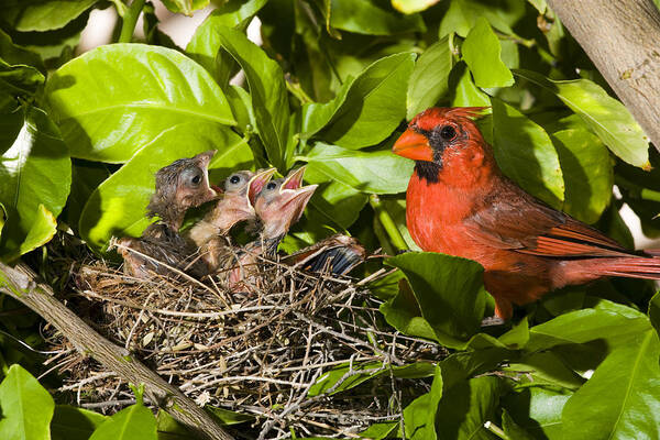 Feb0514 Art Print featuring the photograph Northern Cardinal Father And Chicks by Tom Vezo