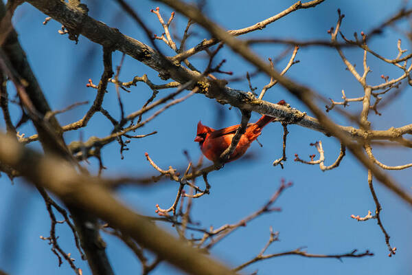 Cardinal Art Print featuring the photograph Northern Cardinal by SAURAVphoto Online Store