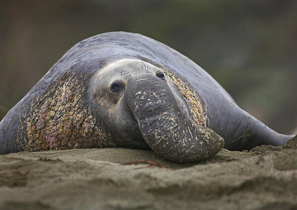 Feb0514 Art Print featuring the photograph Northern Elephant Seal Bull California by Tim Fitzharris