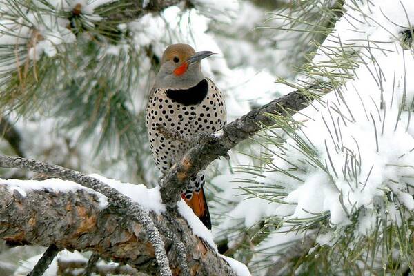 Colorado Art Print featuring the photograph Northern Flicker on Snowy Pine by Marilyn Burton
