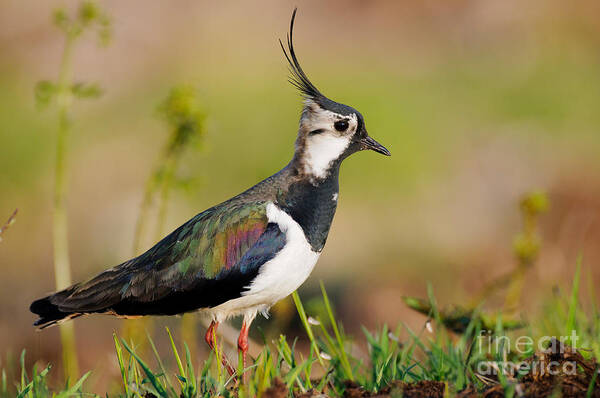 Northern Lapwing Art Print featuring the photograph Northern Lapwing by Willi Rolfes